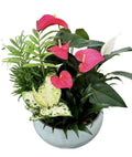 MIXED ANTHURIUM PLANTER