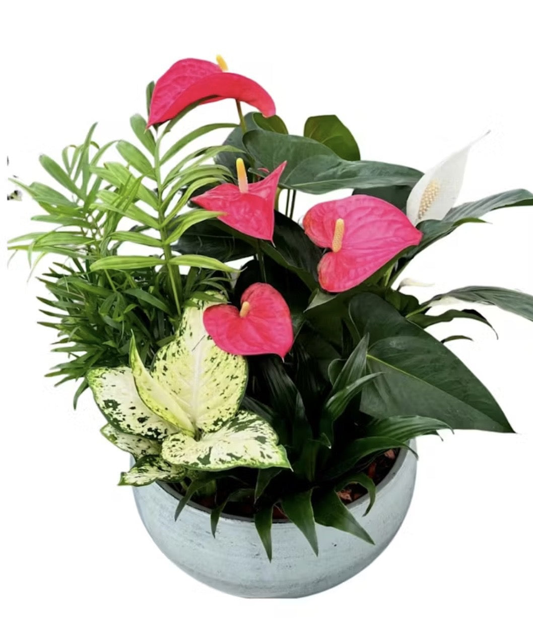 MIXED ANTHURIUM PLANTER