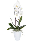 WHITE ORCHID
