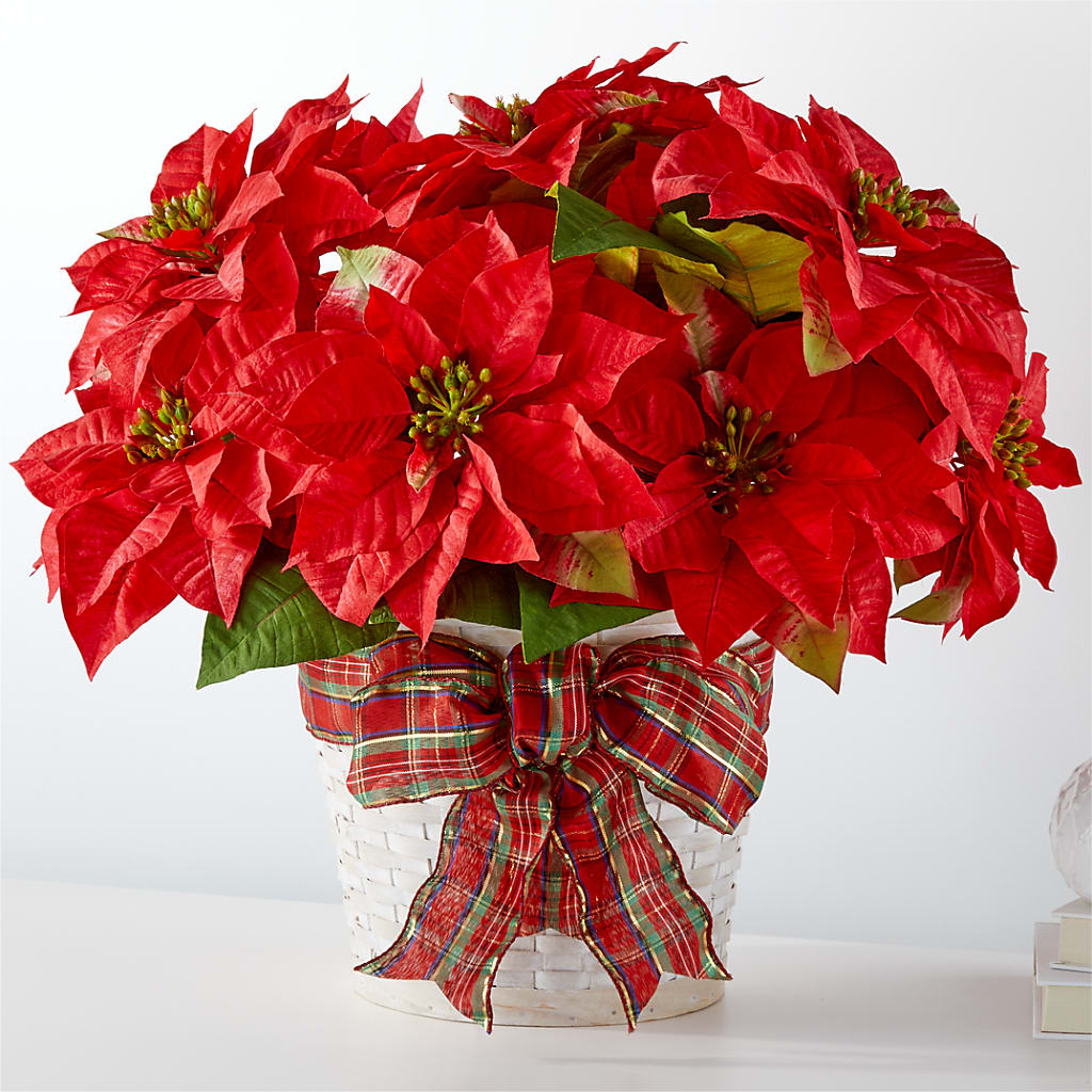 Les plus belles fêtes de fin d'année Poinsettia