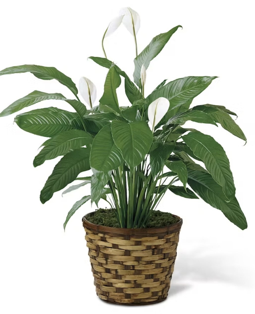 PEACE LILY